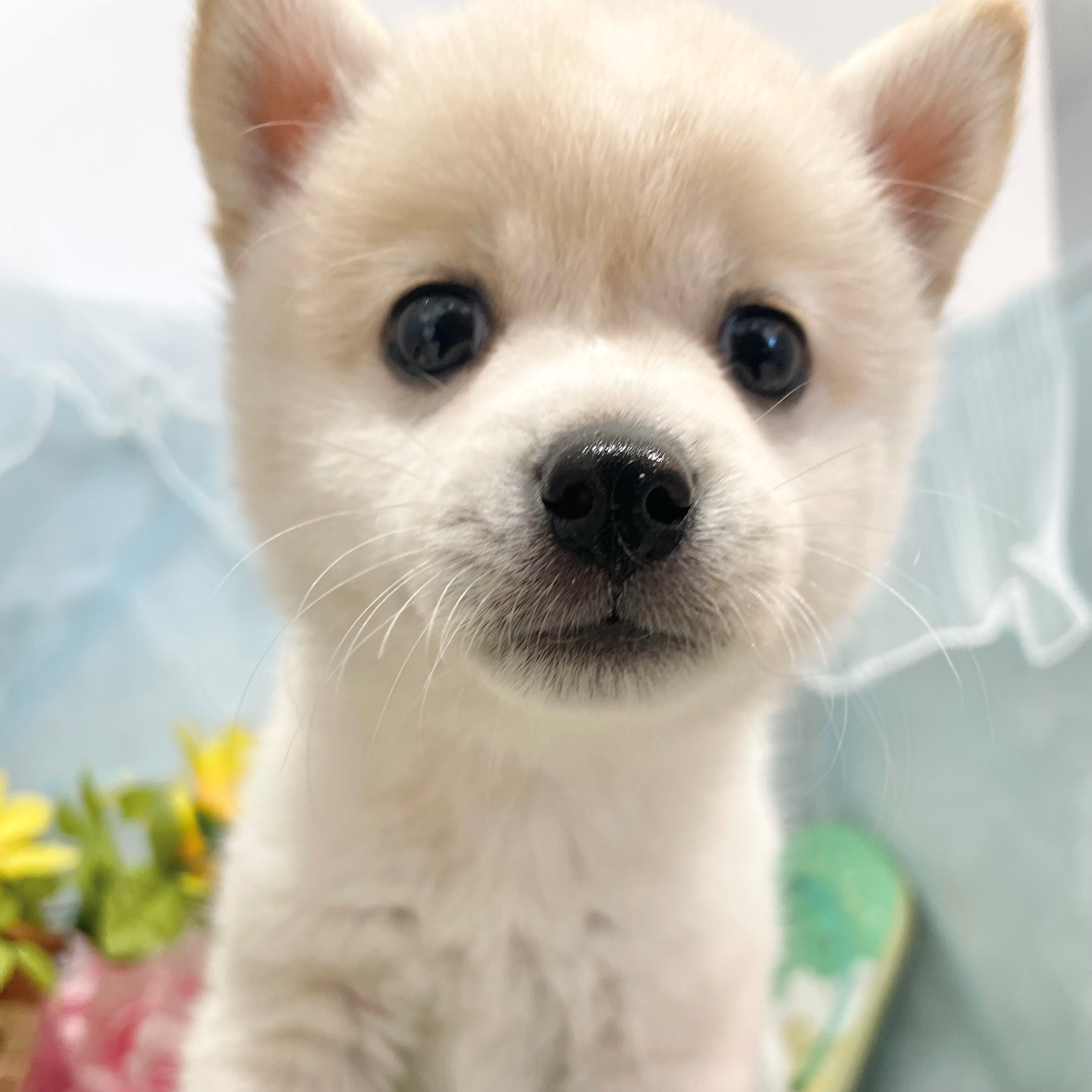 福岡県のハーフ犬・ミックス犬 (犬の家＆猫の里くりえいと宗像店/2026年5月2日生まれ/女の子/白)の子犬の1枚目の画像