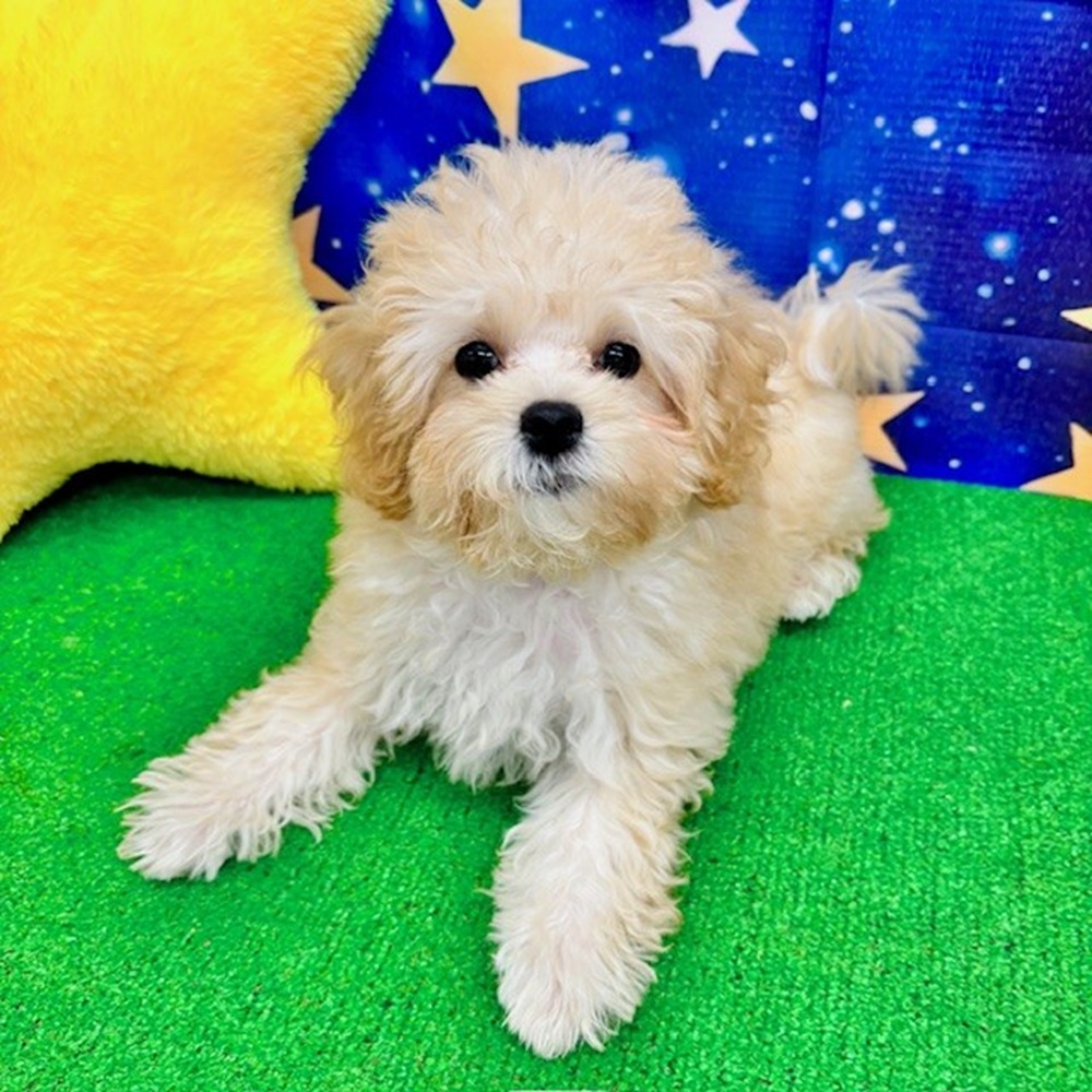 愛知県のマルプー(マルチーズ×プードル) (犬の家＆猫の里名古屋天白店/2025年6月9日生まれ/男の子/クリームホワイト)の子犬の1枚目の画像