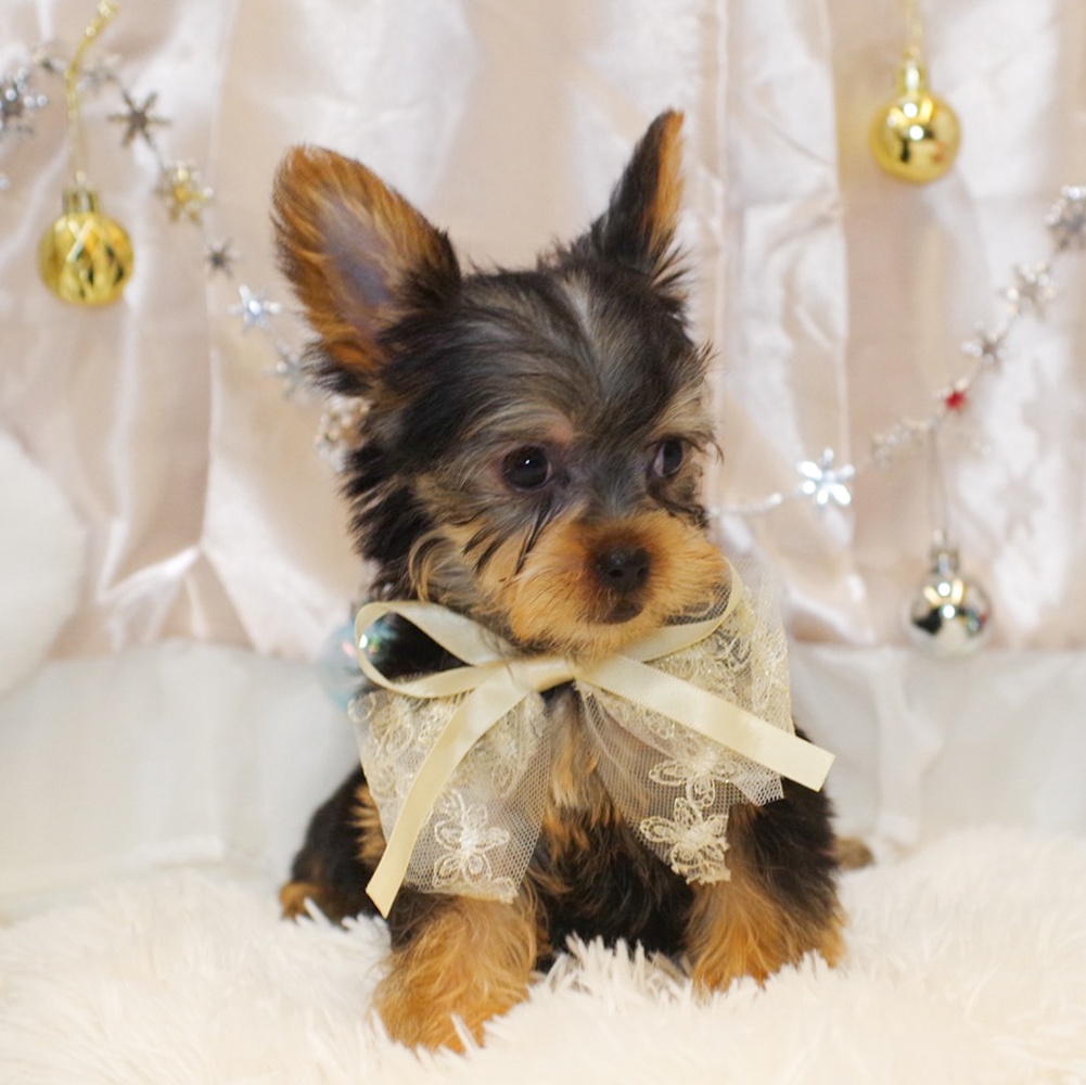 静岡県のヨークシャーテリア (犬の家＆猫の里富士店/2025年10月7日生まれ/女の子/スチールブルータン)の子犬の1枚目の画像