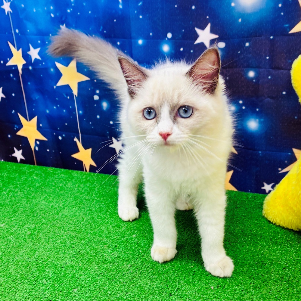 愛知県のラグドール (犬の家＆猫の里名古屋天白店/2025年5月2日生まれ/女の子/ブルーポイントバイカラー)の子猫の1枚目の画像