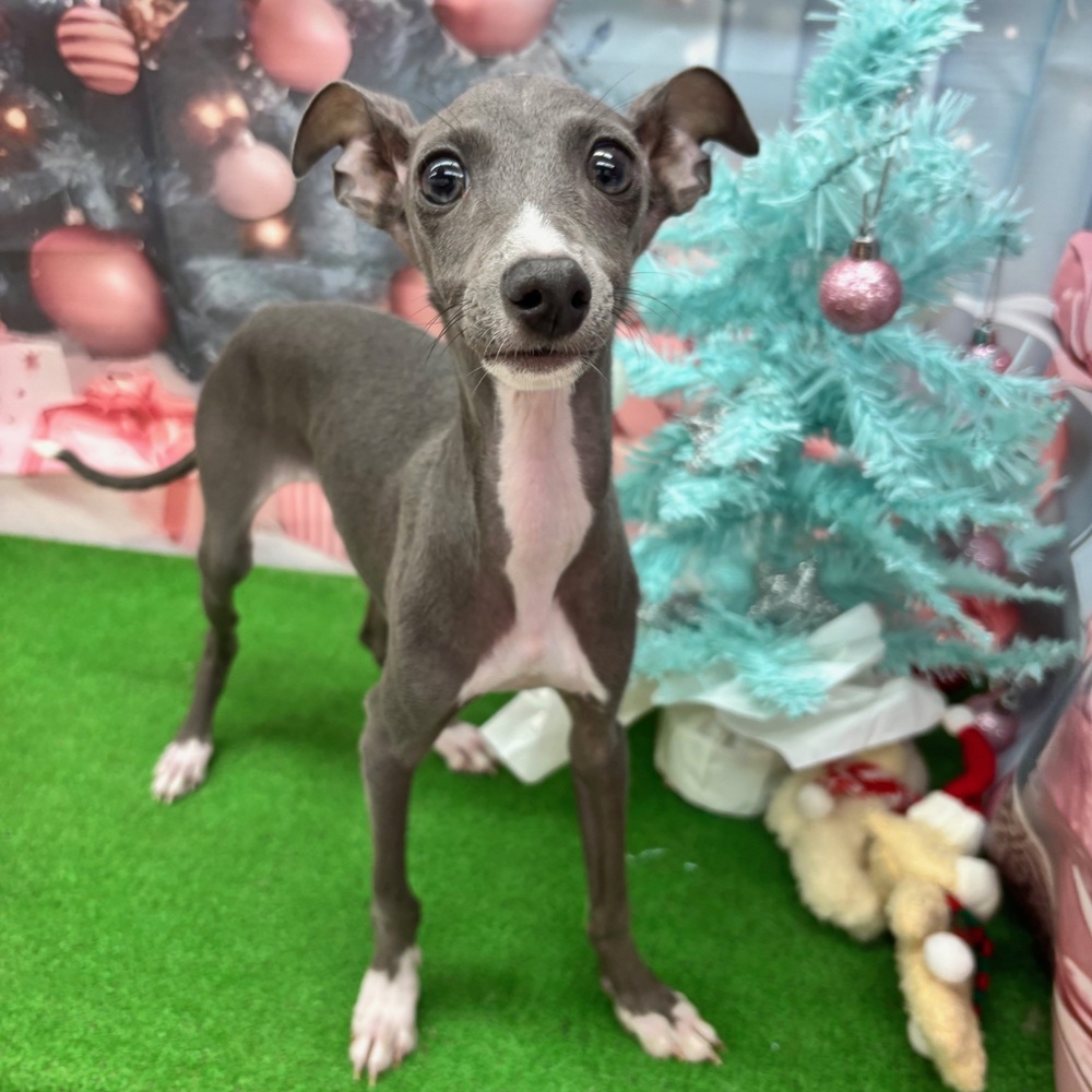 愛知県のイタリアングレーハウンド (犬の家＆猫の里名古屋天白店/2025年7月27日生まれ/男の子/ブルー、ホワイトマーキング)の子犬の1枚目の画像