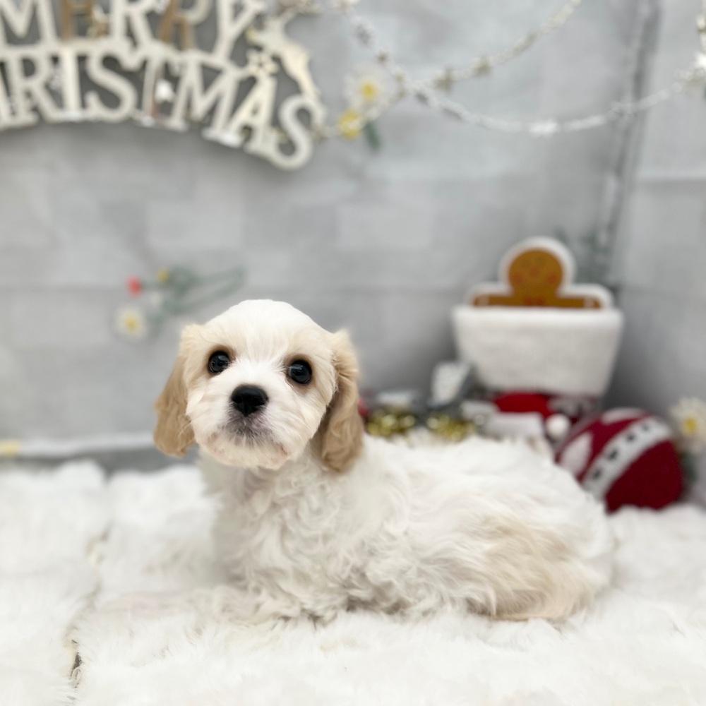 静岡県のハーフ犬・ミックス犬 (犬の家＆猫の里MEGAドン・キホーテ袋井店/2025年8月18日生まれ/男の子/ブレンハイム)の子犬の1枚目の画像