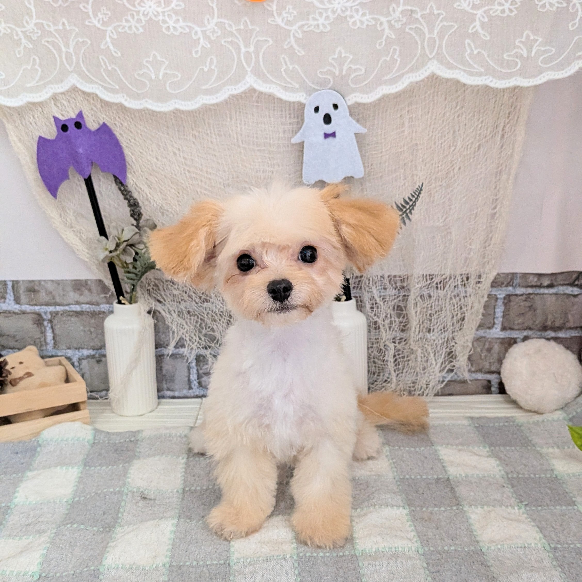 愛知県のチワプー/プーチー(チワワ×プードル) (犬の家＆猫の里碧南店/2025年6月18日生まれ/男の子/アプリコットホワイト)の子犬の1枚目の画像