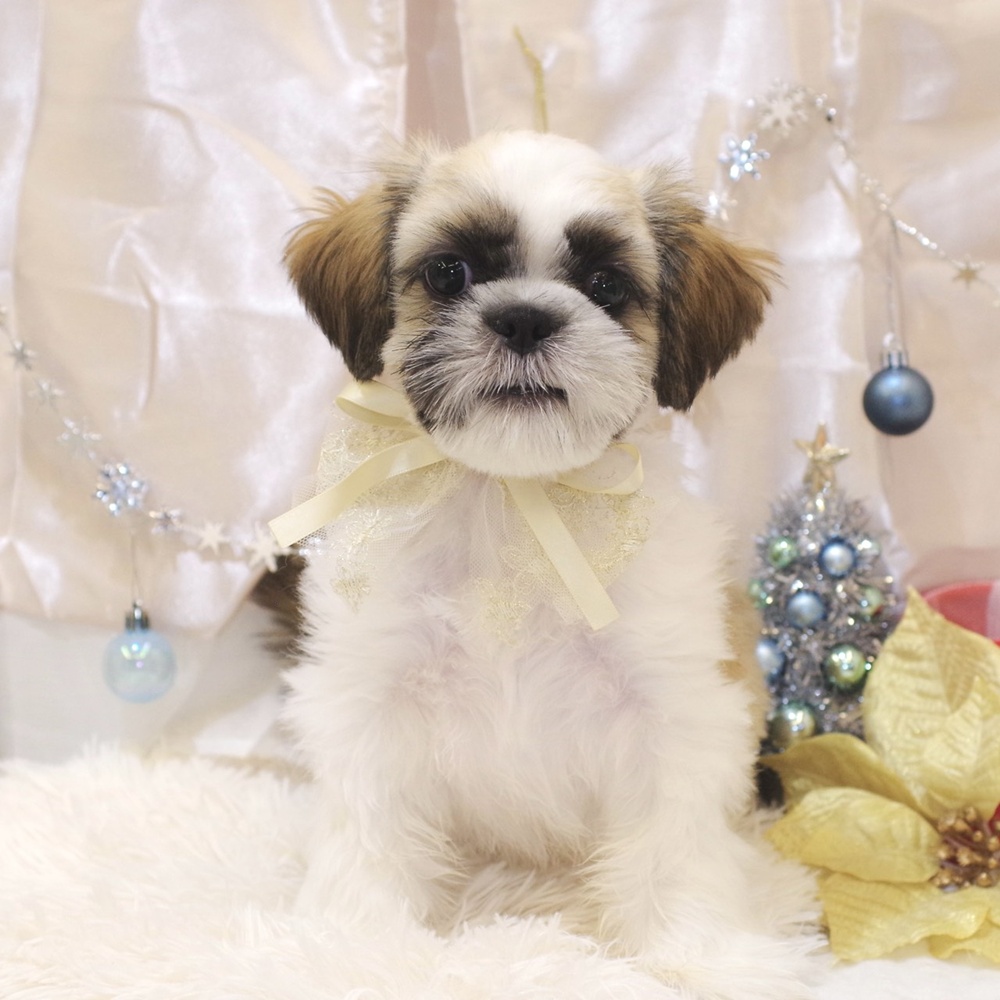 静岡県のシーズー (犬の家＆猫の里富士店/2025年9月1日生まれ/男の子/ゴールドホワイト)の子犬の1枚目の画像