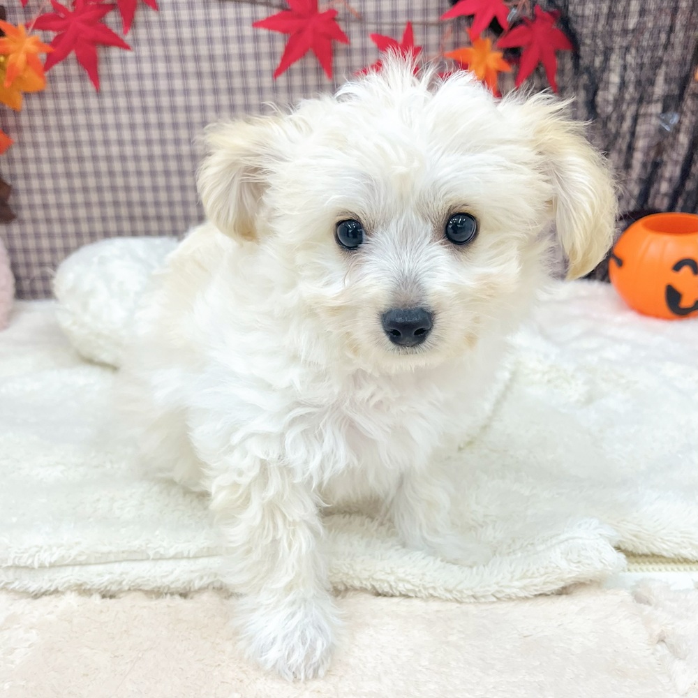 2025年6月28日生まれのハーフ犬・ミックス犬の8枚目の写真