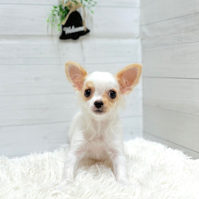 チワワ（ロング）男の子の写真