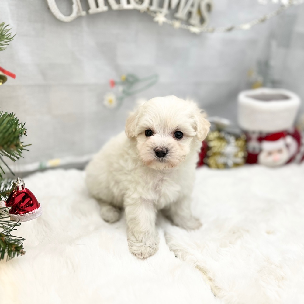 静岡県のマルプー(マルチーズ×プードル) (犬の家＆猫の里MEGAドン・キホーテ袋井店/2025年10月19日生まれ/男の子/ホワイト)の子犬の1枚目の画像