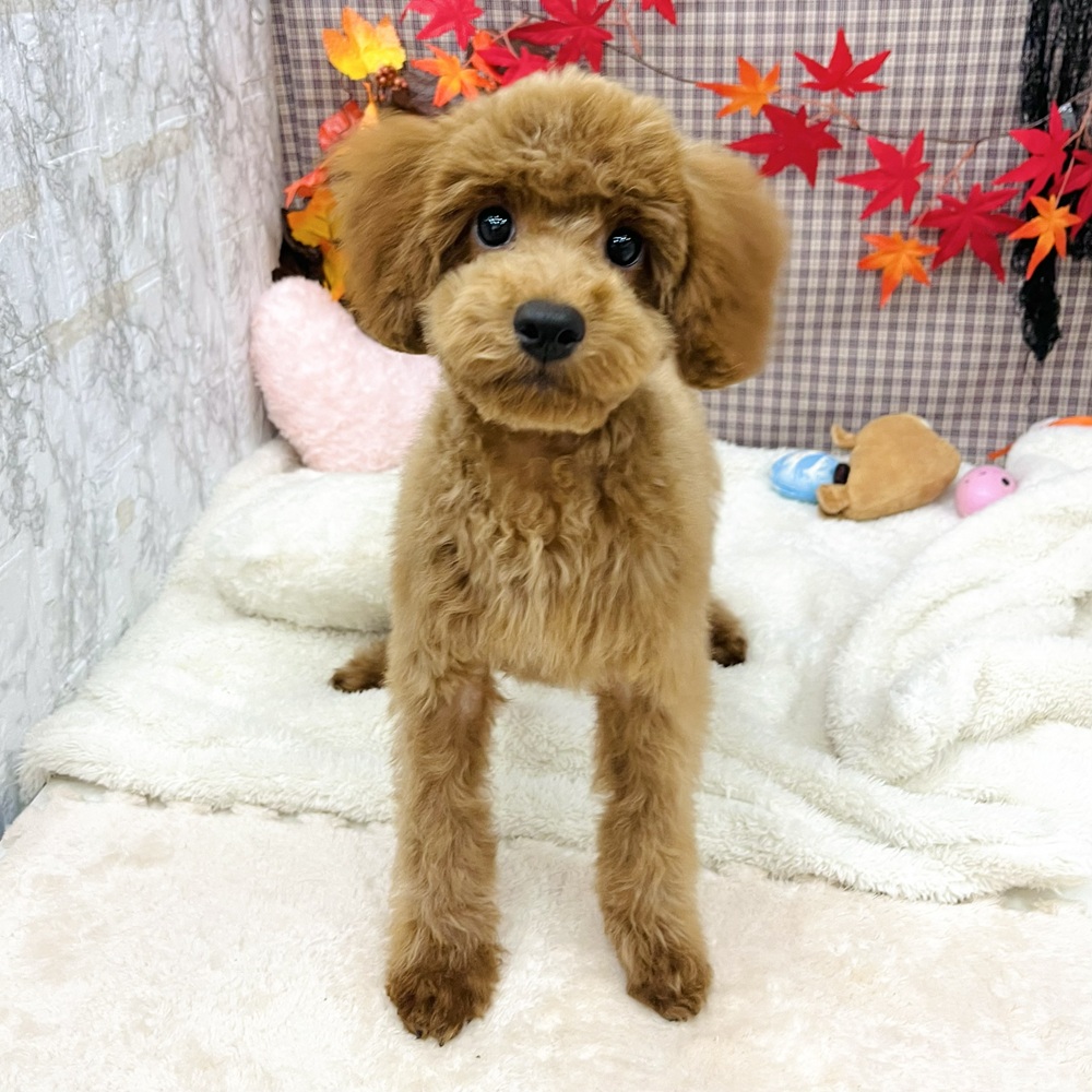 愛知県のトイプードル(トイ) (犬の家＆猫の里エアポートウォーク店/2025年6月13日生まれ/男の子/レッド)の子犬の1枚目の画像