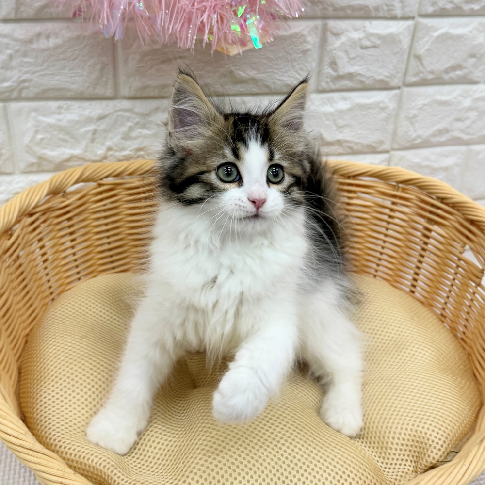 愛知県のノルウェージャンフォレストキャット (犬の家＆猫の里MEGAドン・キホーテ東海名和店/2026年3月8日生まれ/男の子/ブラウンタビーホワイト)の子猫の1枚目の画像
