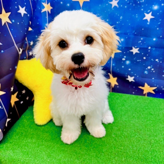 愛知県のハーフ犬・ミックス犬 (犬の家＆猫の里名古屋天白店/2025年4月15日生まれ/女の子/クリームホワイト)の子犬の1枚目の画像