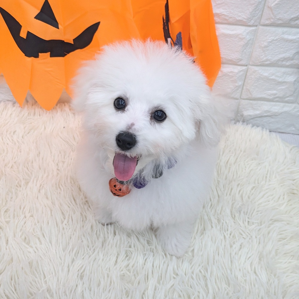 愛知県のビションフリーゼ (犬の家&猫の里MEGAドン・キホーテ東海名和店/2025年7月8日生まれ/男の子/ホワイト)の子犬の1枚目の画像