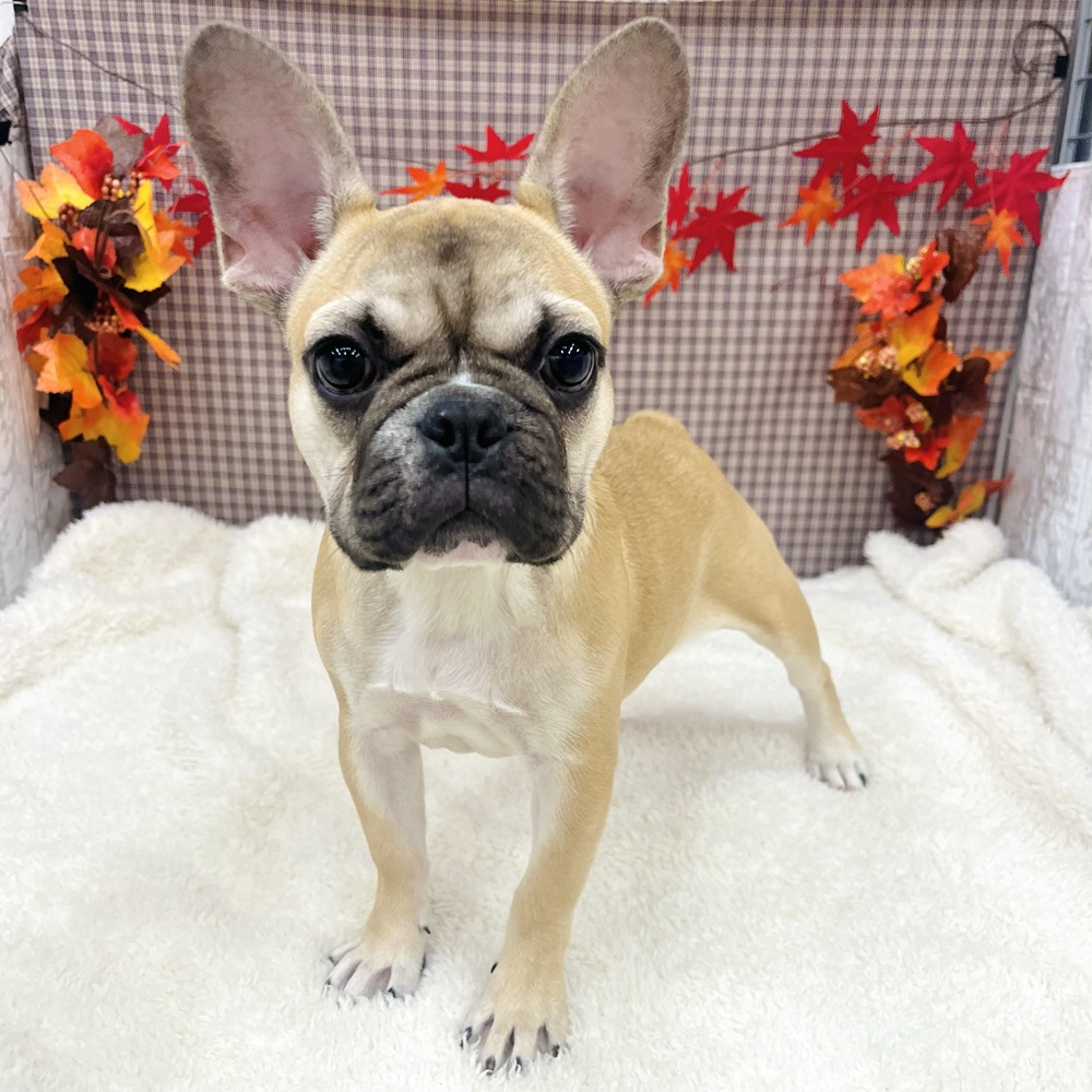 愛知県のフレンチブルドッグ (犬の家＆猫の里エアポートウォーク店/2025年7月9日生まれ/女の子/フォーンホワイト)の子犬の1枚目の画像