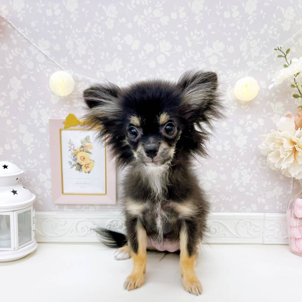 ハーフ犬女の子の写真