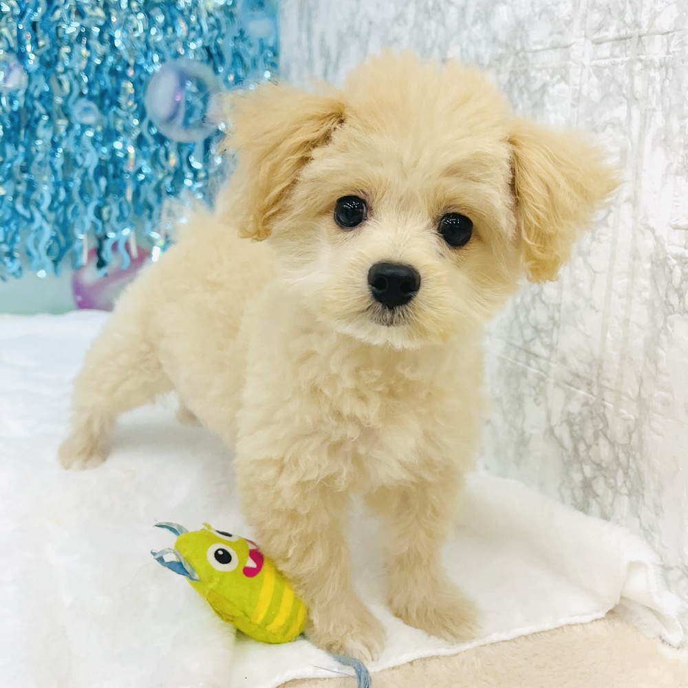 愛知県のポメプー(ポメラニアン×プードル) (犬の家＆猫の里エアポートウォーク店/2025年4月22日生まれ/男の子/アプリコットホワイト)の子犬の1枚目の画像
