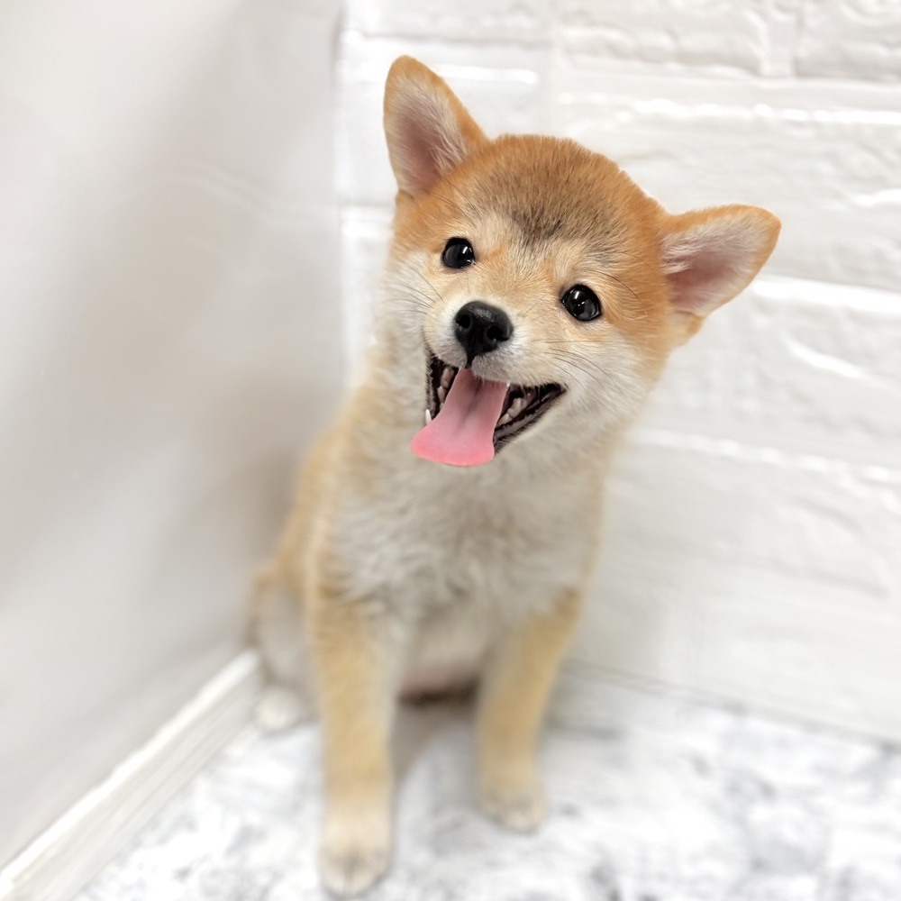 生体画像８
