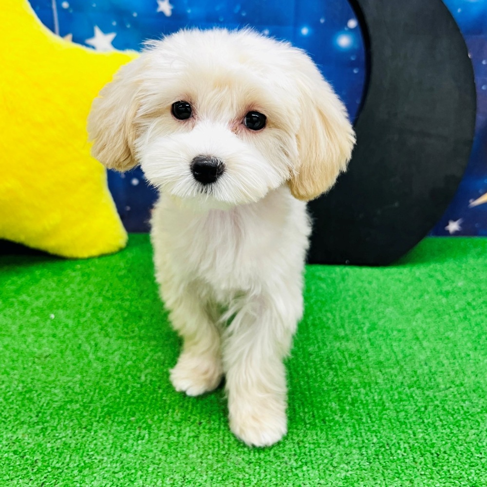 愛知県のマルプー(マルチーズ×プードル) (犬の家＆猫の里名古屋天白店/2025年7月5日生まれ/女の子/クリーム)の子犬の1枚目の画像