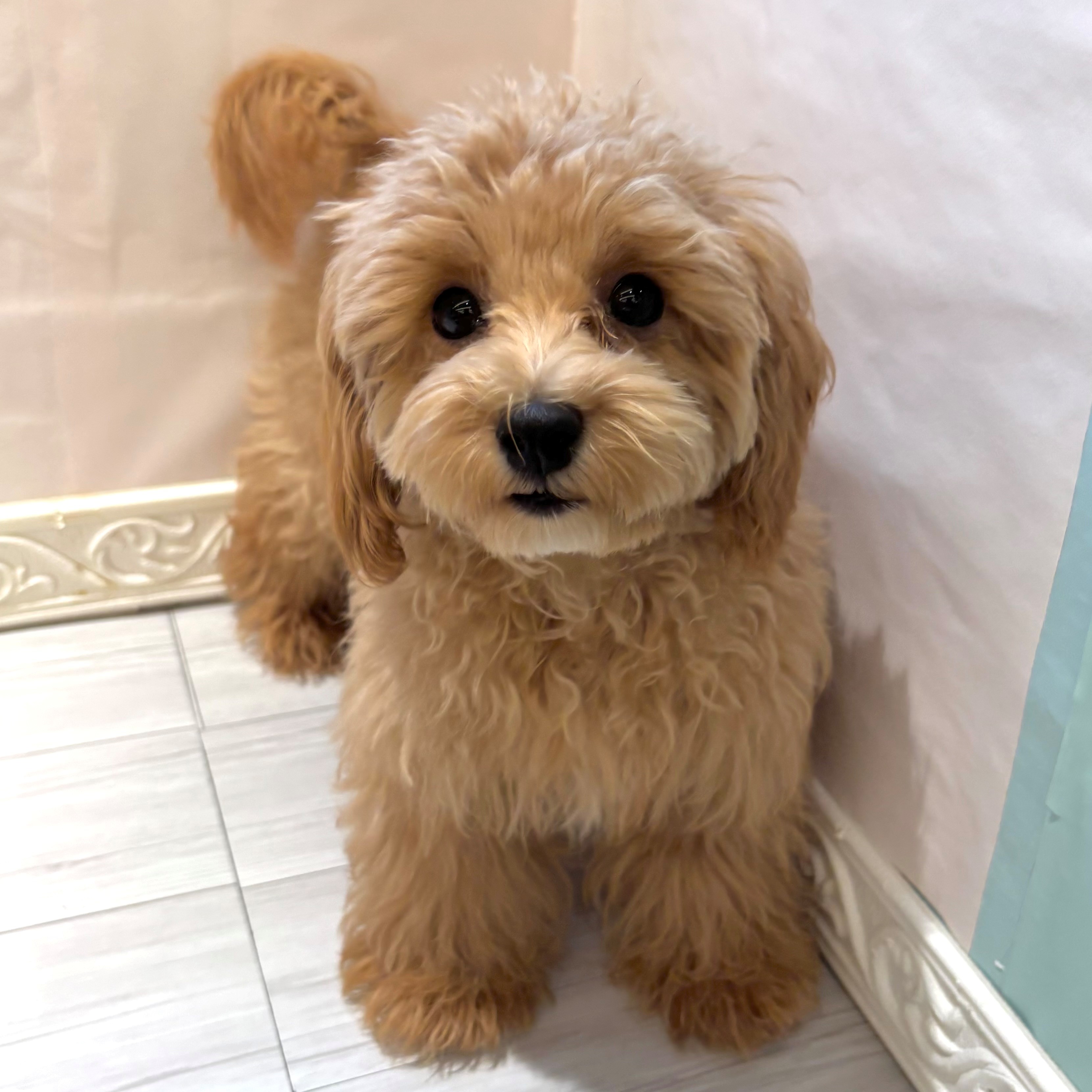 愛知県のマルプー(マルチーズ×プードル) (犬の家＆猫の里春日井本店/2025年11月2日生まれ/男の子/アプリコット)の子犬の1枚目の画像