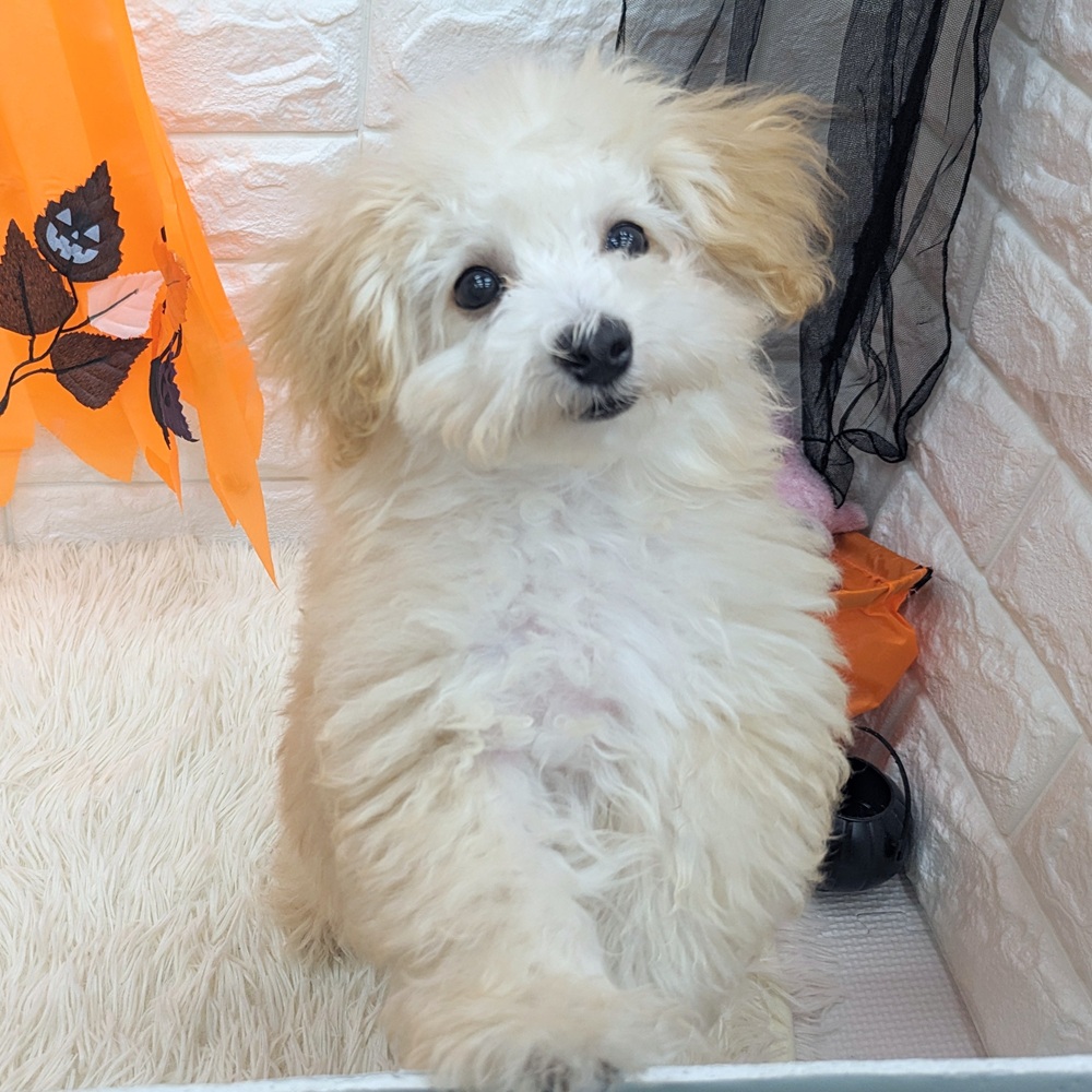 愛知県のマルプー(マルチーズ×プードル) (犬の家&猫の里MEGAドン・キホーテ東海名和店/2025年7月5日生まれ/男の子/アプリコット)の子犬の1枚目の画像