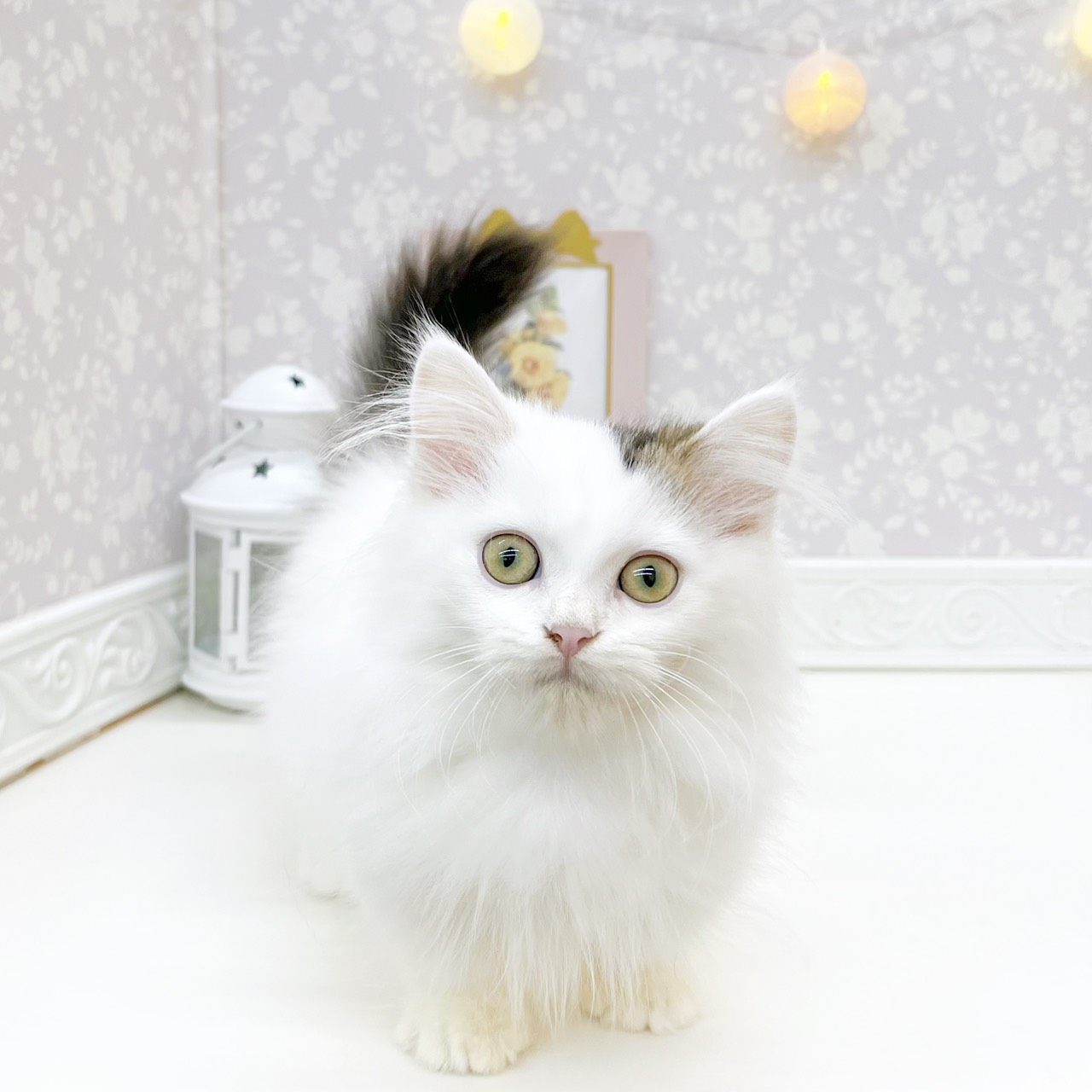 富山県のミヌエット (犬の家＆猫の里富山店/2026年6月19日生まれ/男の子/ブラウンタビーホワイト)の子猫の1枚目の画像