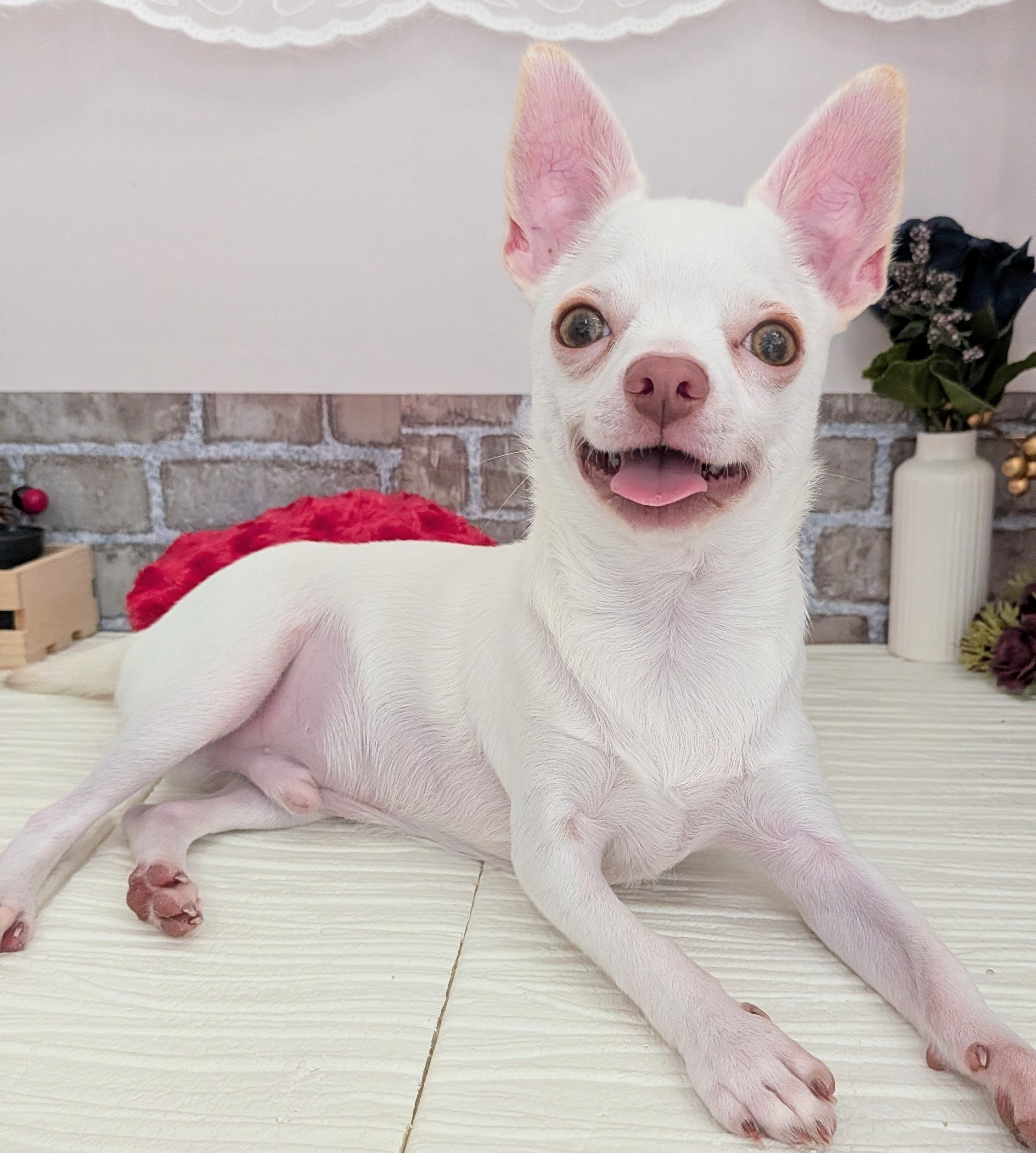 愛知県のチワワ(スムース) (犬の家&猫の里碧南店/2025年5月16日生まれ/男の子/クリーム)の子犬の1枚目の画像