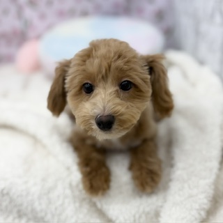 愛知県のマルプー(マルチーズ×プードル) (犬の家＆猫の里エアポートウォーク店/2026年4月8日生まれ/男の子/アプリコットホワイト)の子犬の1枚目の画像