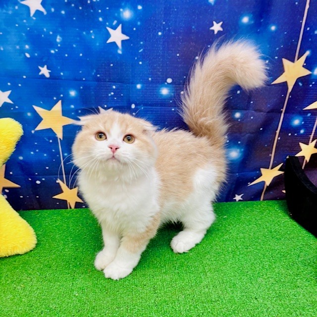 愛知県のスコティッシュフォールド (犬の家＆猫の里名古屋天白店/2025年3月30日生まれ/男の子/クリームタビーホワイト)の子猫の1枚目の画像