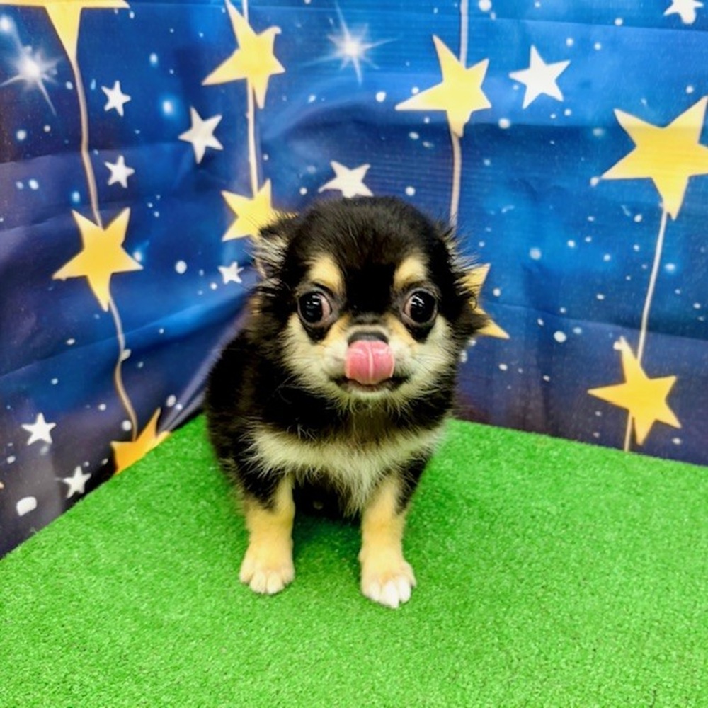 愛知県のチワワ(ロング) (犬の家＆猫の里名古屋天白店/2025年5月4日生まれ/男の子/ブラックタン)の子犬の1枚目の画像