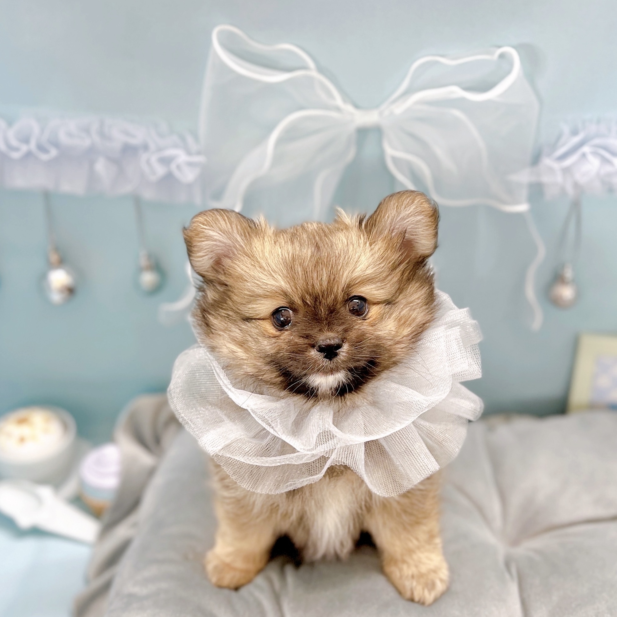 福井県のポメチワ/チワポメ/ポメチー(ポメラニアン×チワワ) (犬の家＆猫の里アミーゴ福井大和田店/2025年9月1日生まれ/男の子/ウルフセーブル)の子犬の1枚目の画像