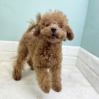 静岡県のトイプードル(トイ) (犬の家＆猫の里マークイズ静岡店/2025年8月3日生まれ/女の子/レッド)の子犬の1枚目の画像