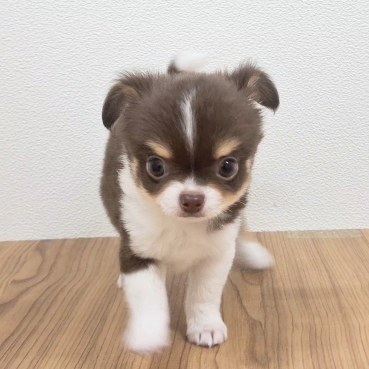 福岡県のチワワ(ロング) (犬の家＆猫の里トリアス久山店/2025年8月7日生まれ/男の子/チョコレートタンホワイト)の子犬の1枚目の画像