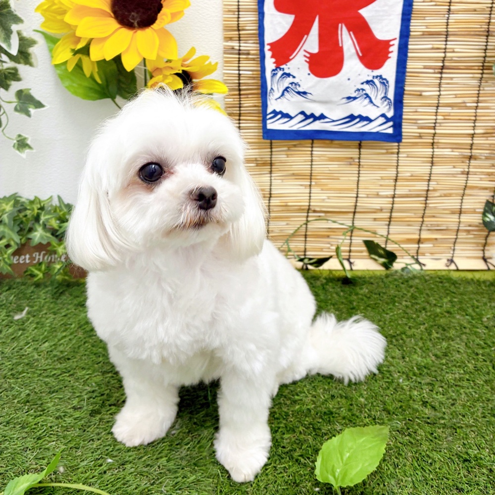 生体画像8