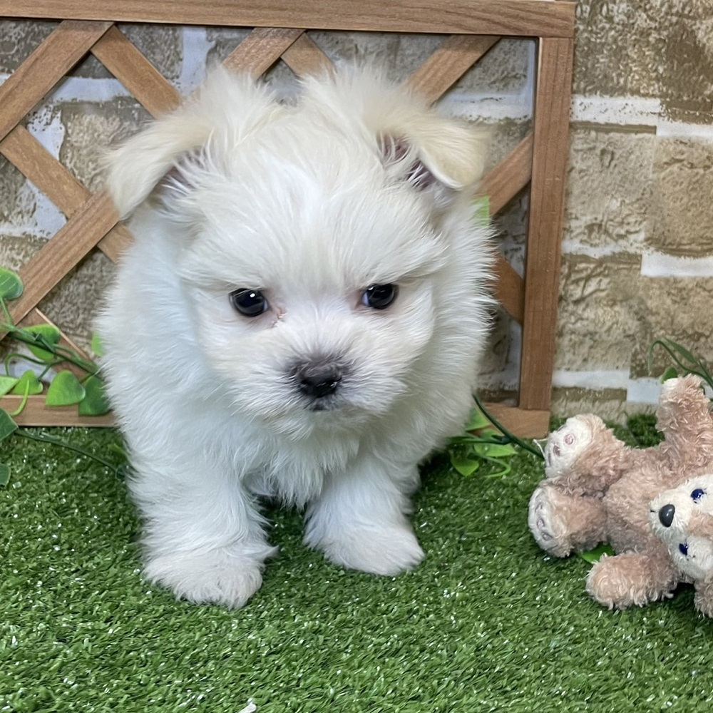 ハーフ犬の画像8