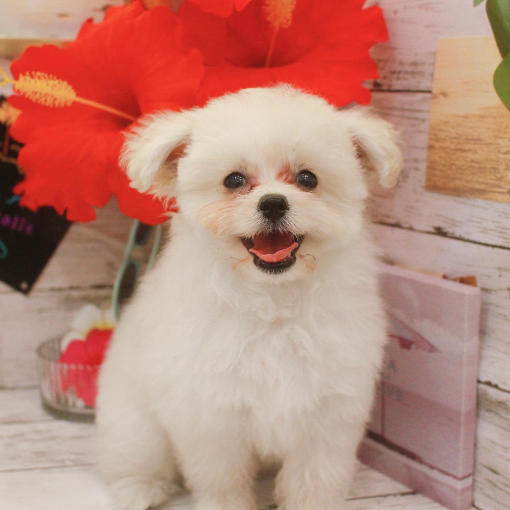 ハーフ犬の画像8