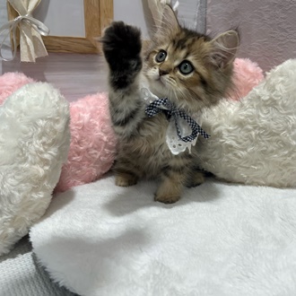 生体画像8