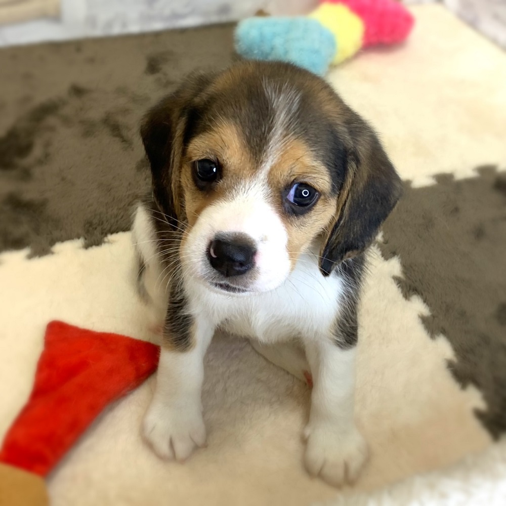 ビーグルの子犬一覧 ペットショップ 犬の家 猫の里 子犬だけでなく子猫の情報もたくさん