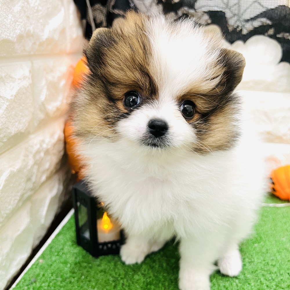 ポメラニアンの子犬一覧 ペットショップ 犬の家 猫の里 子犬だけでなく子猫の情報もたくさん