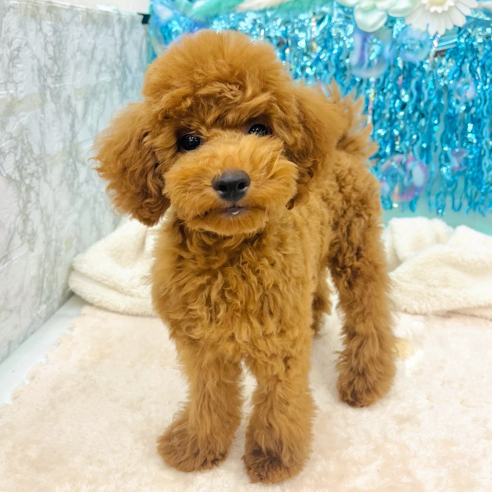 愛知県のトイプードル(トイ) (犬の家＆猫の里エアポートウォーク店/2025年3月5日生まれ/男の子/レッド)の子犬の1枚目の画像