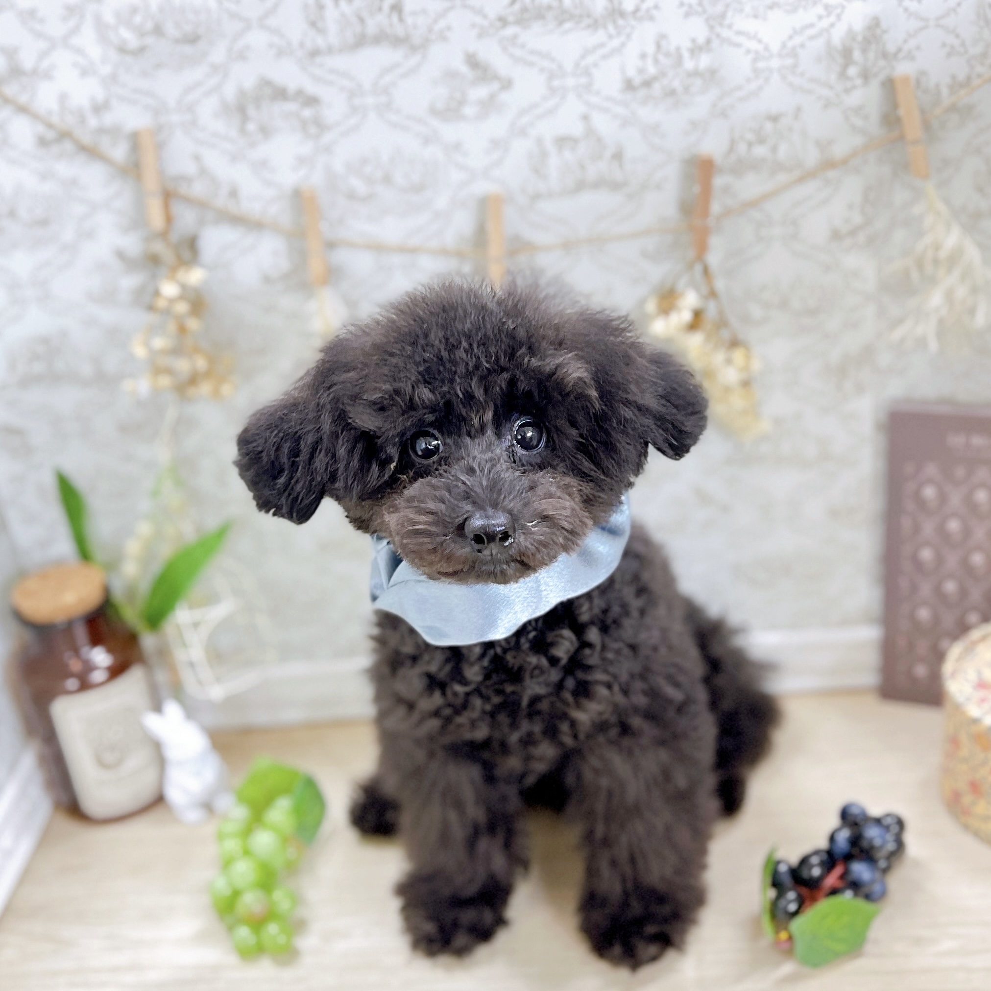 福井県のトイプードル(トイ) (犬の家＆猫の里アミーゴ福井大和田店/2025年3月11日生まれ/男の子/グレー)の子犬の1枚目の画像