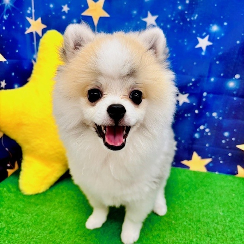 愛知県のポメラニアン (犬の家＆猫の里名古屋天白店/2025年3月20日生まれ/男の子/パーティーカラー)の子犬の1枚目の画像