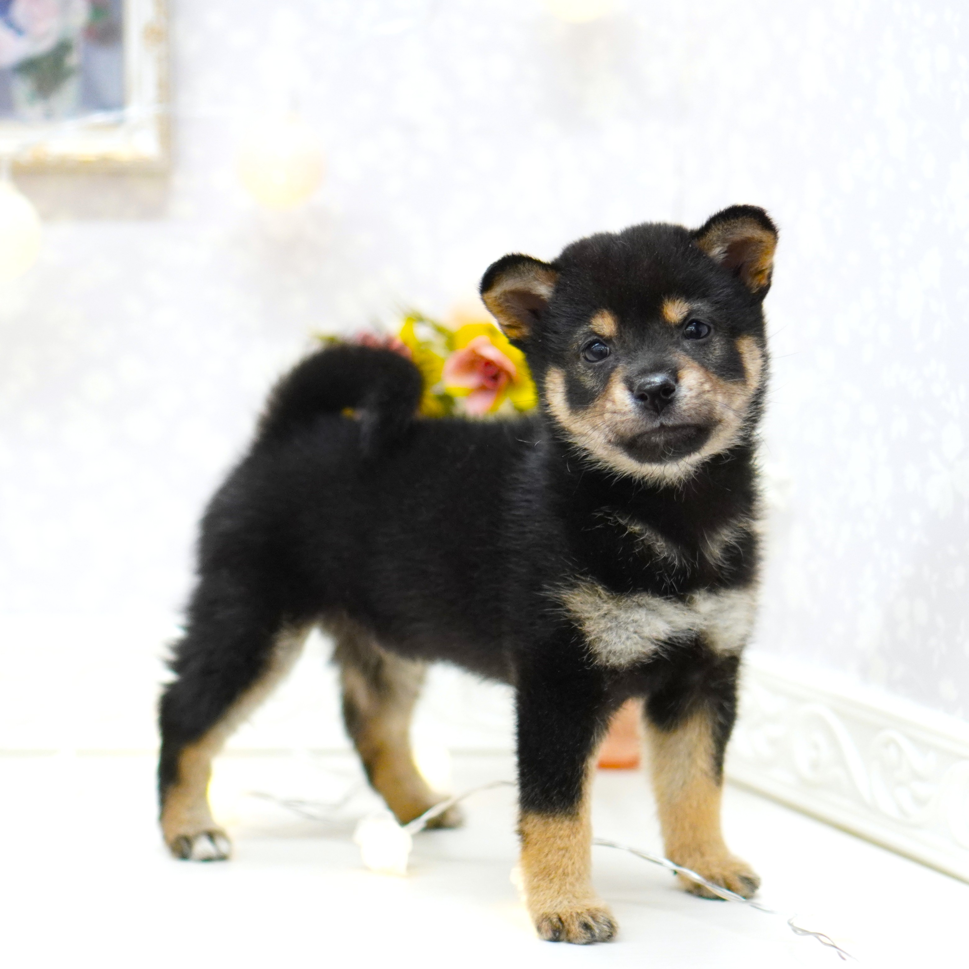 富山県の豆柴 黒 男の子のご紹介(188035) | ペットショップ 犬の