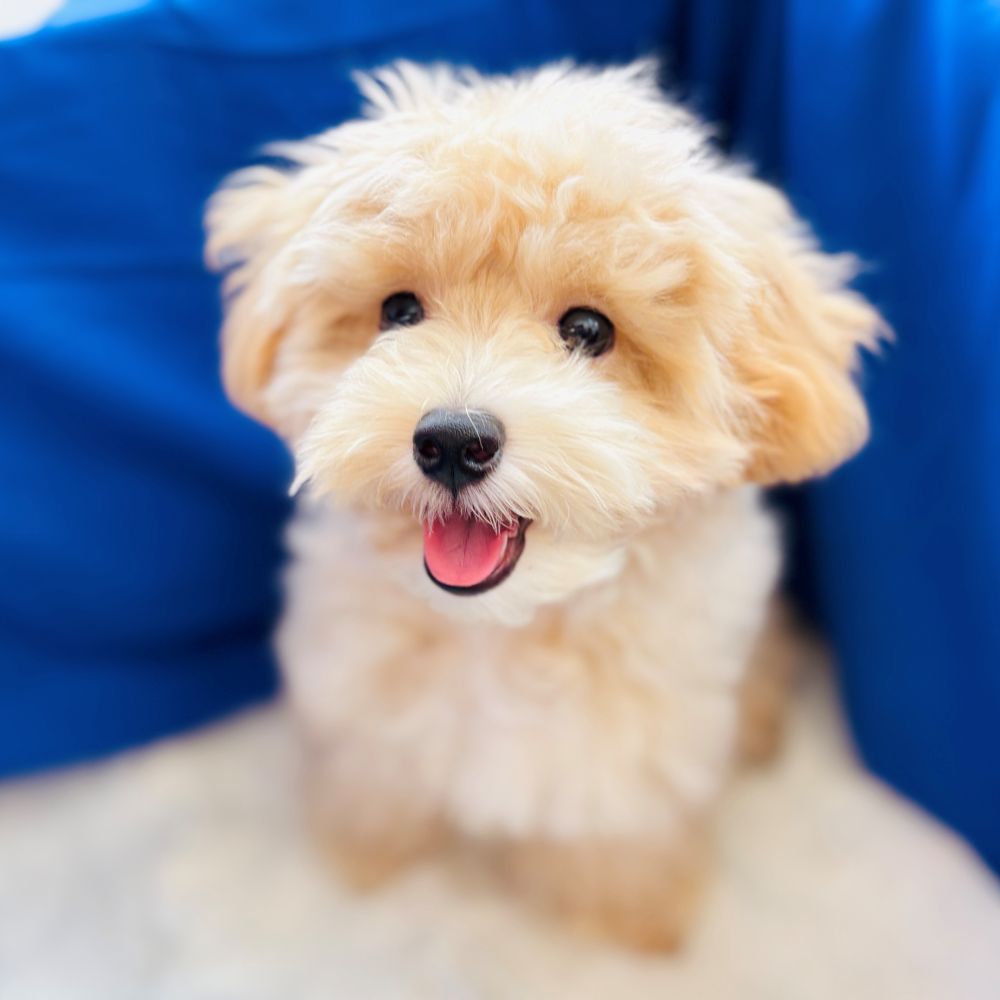 愛知県のマルプー(マルチーズ×プードル) (犬の家＆猫の里愛知刈谷店/2025年4月1日生まれ/男の子/アプリコットホワイト)の子犬の1枚目の画像