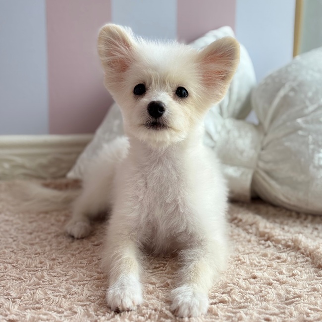 岡山県のポメプー(ポメラニアン×プードル) (犬の家＆猫の里倉敷中庄店/2025年4月3日生まれ/男の子/クリームホワイト)の子犬の1枚目の画像