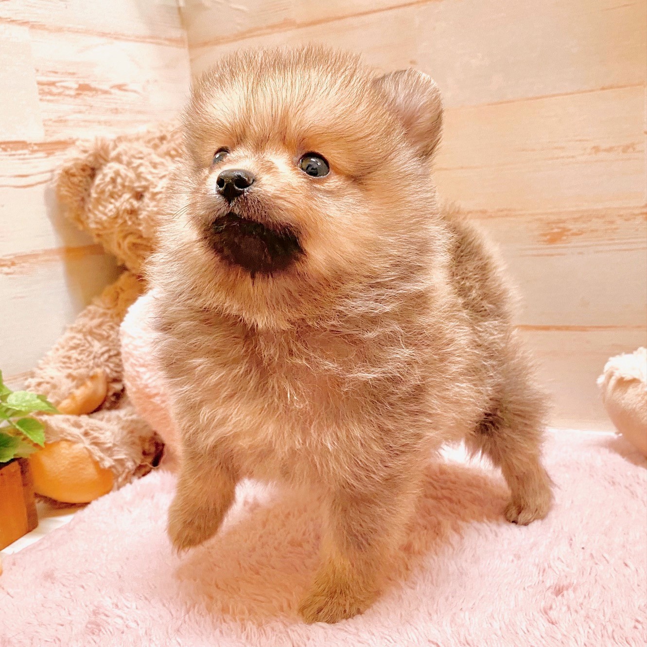 生体画像8