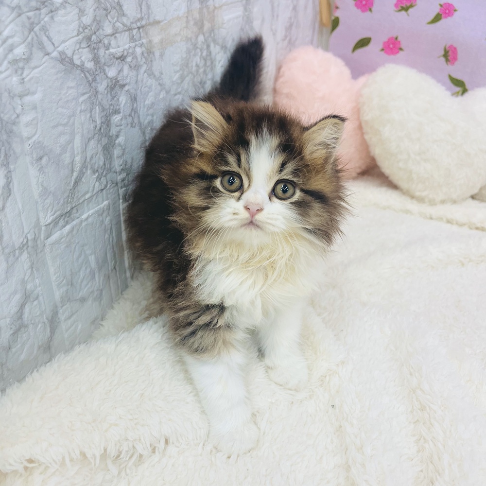 生体画像8