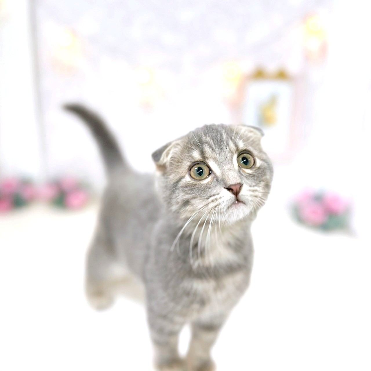 生体画像８