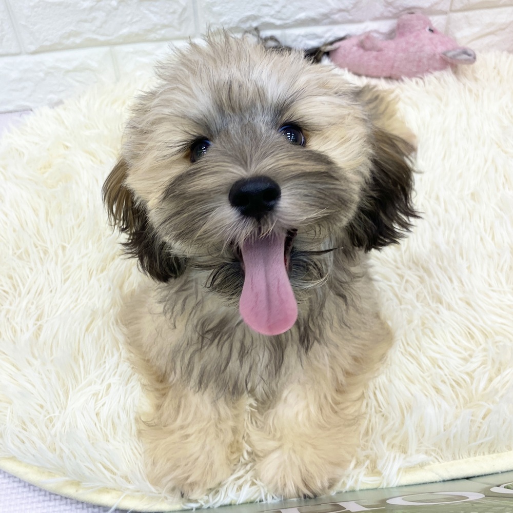 愛知県のマルックス(マルチーズ×ダックス) (犬の家＆猫の里MEGAドン・キホーテ東海名和店/2025年4月20日生まれ/男の子/フォーン)の子犬の1枚目の画像