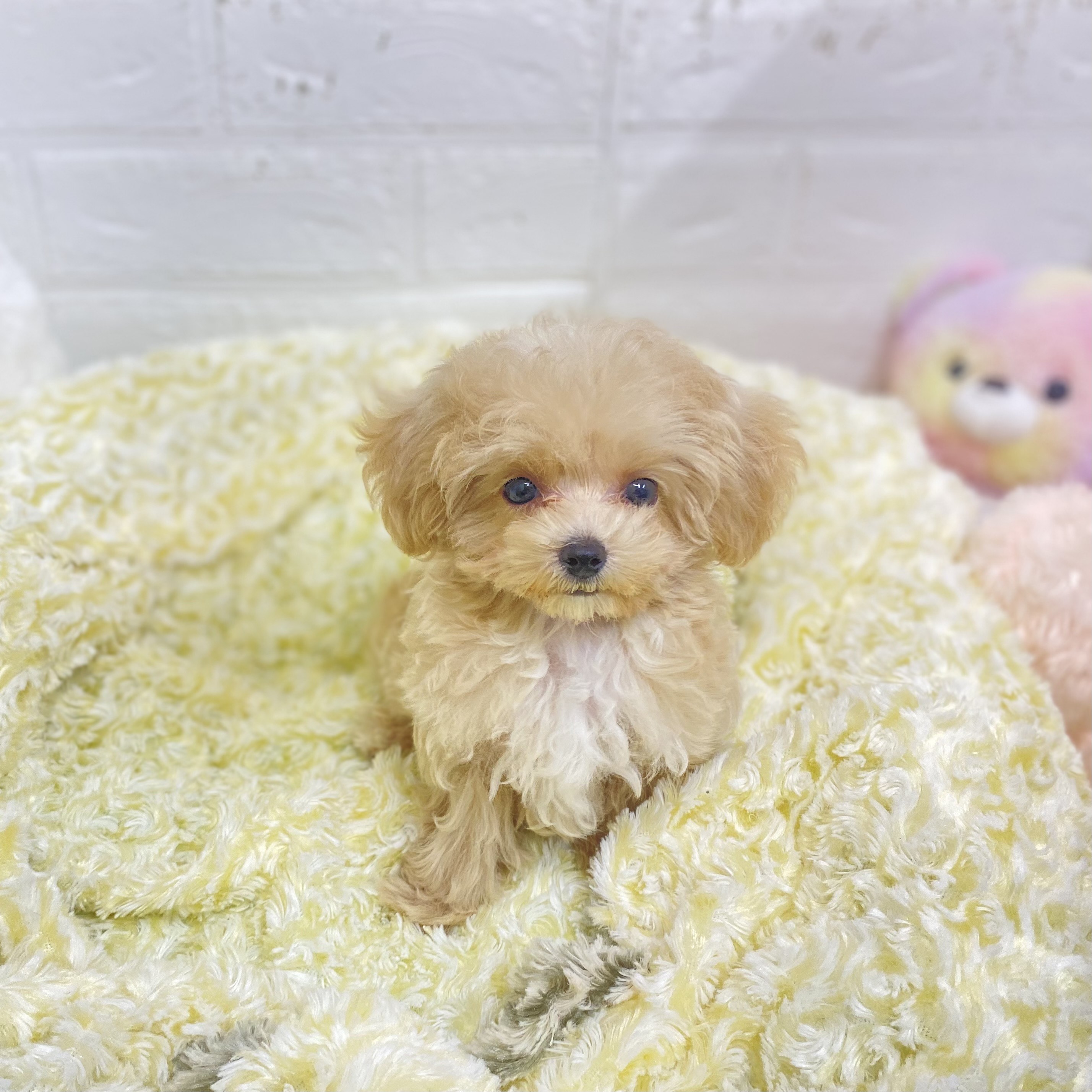 ハーフ犬女の子の写真