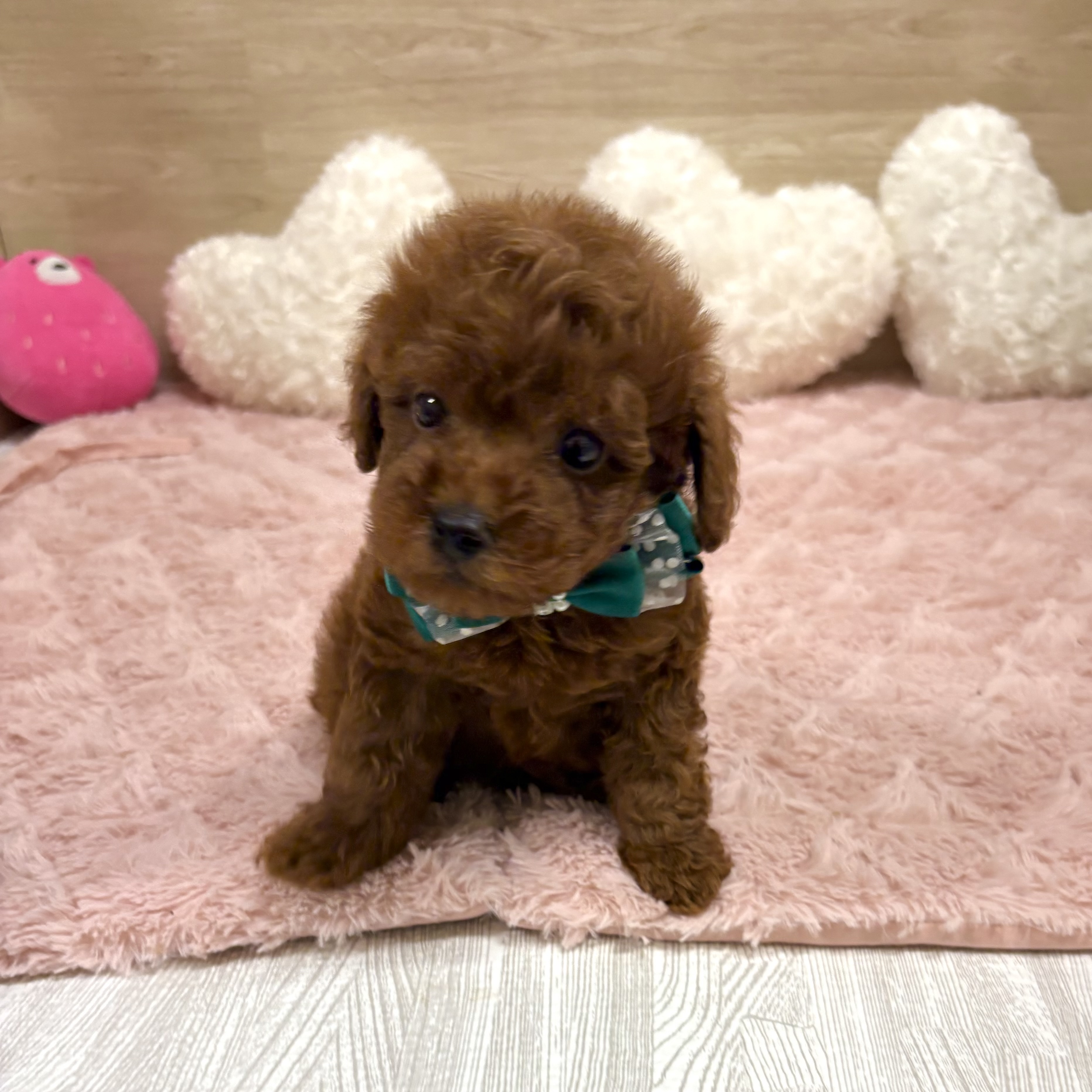 オレンジ(橙系)のタイニープードルの子犬一覧 | ペットショップ 犬の家