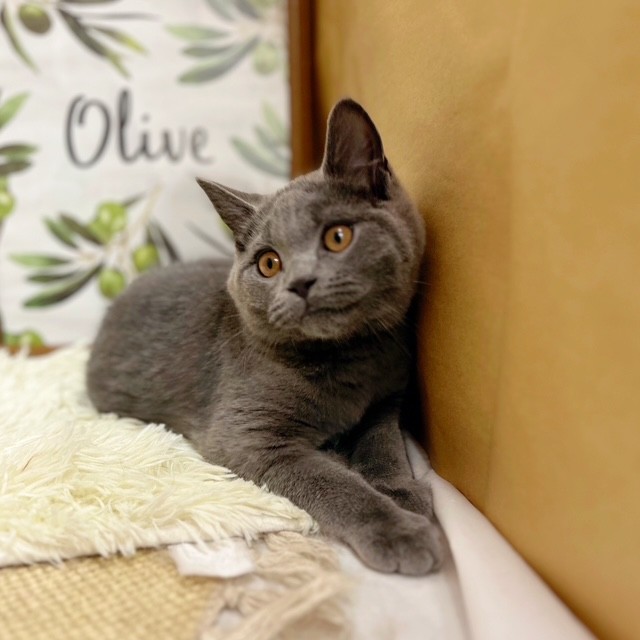 岡山県のブリティッシュショートヘアー (犬の家＆猫の里倉敷中庄店/2025年4月24日生まれ/男の子/ブルー)の子猫の1枚目の画像