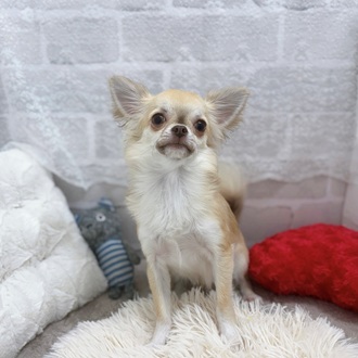 滋賀県のチワワ(ロング) (犬の家＆猫の里長浜店/2025年5月1日生まれ/男の子/チョコレートフォーンホワイト)の子犬の1枚目の画像